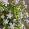 5 pcs clematis winterhart mehrjährig zwiebeln, Klematis, blumenzwiebeln mehrjährig winterhart, kletterpflanzen winterhart clematis pflanzen zwiebel - Clematis florida - bodendecker