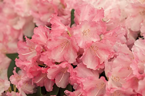 Rhododendron 'Marlis' 120-140 cm Ballen Rhododendron yakushimanum immergrün