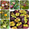 80 pcs Mangostan Samen gartenpflanzen winterhart baum, obstbäume Mangostan Frucht Kaufen - zimmergewächshaus anzucht, exotische pflanzen samen bonsai samen, geschenk garten kleine