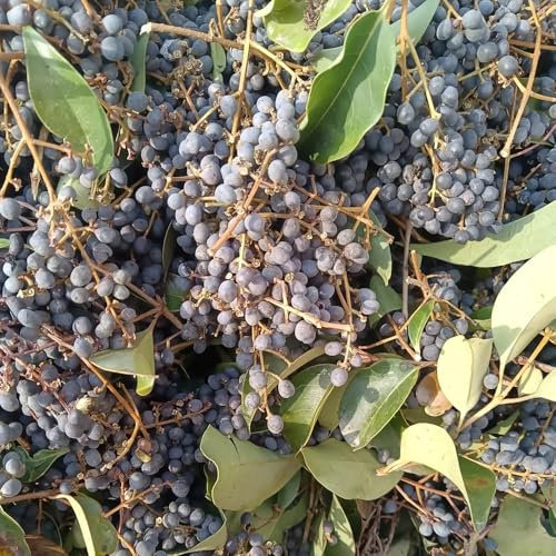 400 piezas Semillas de aligustre - Ligustrum lucidum - semillas de árboles hierba jardín regalo Seto de aligustre de hoja perenne Semillas de cobertura del suelo resistentes, plantas