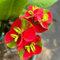 christusdorn kaufen samen - ausgefallene geschenke, bodendecker winterhart mehrjährig christusdorn samen, saatgut blumenbeet, exotische pflanzen winterhart blumensamen mehrjährig 50pcs