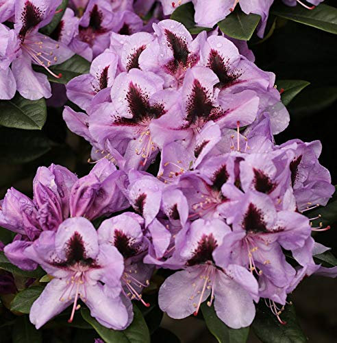INKARHO - Großblumige Rhododendron Metallica 25-30cm - Alpenrose - lebende Gartenpflanze aus den Baumschulen