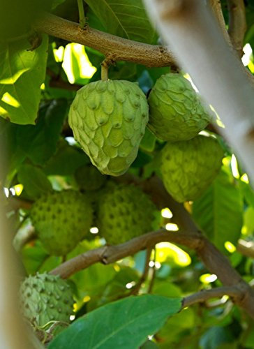 Cherimoya Alberi (piantina) Frutta tropicale