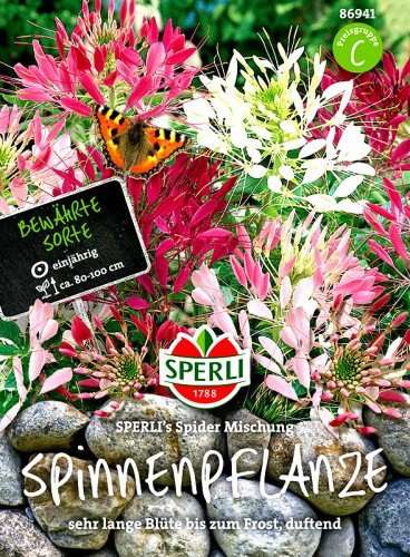 Spinnenpflanze SPERLI´s Spider Mischung