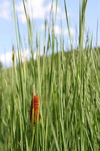 WASSERPFLANZEN WOLFF - Typha laxmannii - Lockerer- Schlanker-Rohrkolben - 4er-Set im Gratis-PFLANZKORB - QUALITÄTSSTAUDEN - durchwurzelt - winterhart