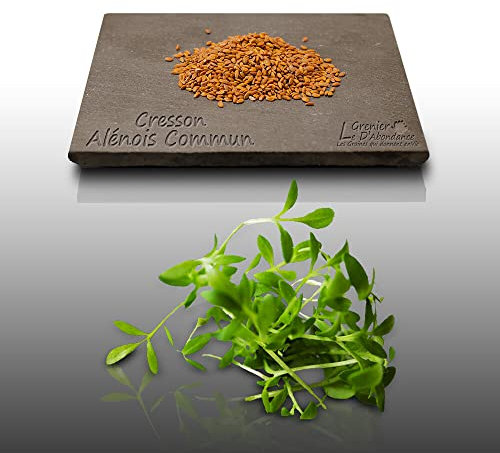 1000 graines Aromatiques à semer - Le Grenier d'Abondance - CRESSON Alénois commun - Lepidium sativum
