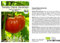 Seedeo® Tomate Olena Ukrainian (Lycopersicum L.) 25 Samen BIO