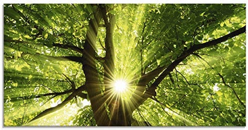 ARTland Wanddeko Glasbilder Wandbild Glas Bild einteilig 100x50 cm Querformat Wald Natur Botanik Bäume Laubbaum Sonne Baum Sommer T5GQ