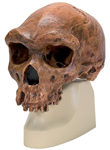3B Scientific - Schädelreplikat Homo rhodesiensis (Broken Hill, Woodward, 1921)