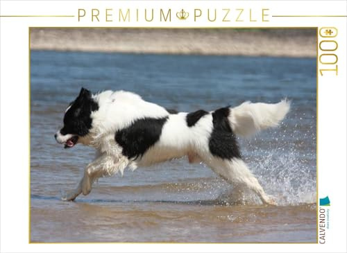 CALVENDO Puzzle Landseer beim Badespaß | 1000 Teile Lege-Größe 64 x 48 cm Foto-Puzzle für glückliche Stunden