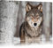 Pixxprint Wachsamer Wolf, Größe: 60x40cm, Leinwandbild, fertig gespannt, Wandbild, Dekoration, Kunstdruck, kein Poster