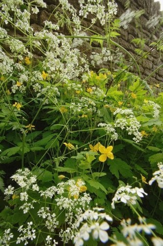 JustSeed - Wild Flower (British) - Cow Parsley - Anthriscus sylvestris - 300 Seed