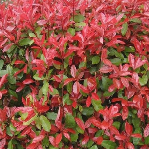 GardenersDream Photinia Red Robin - All Year Round Colourful Christmas Berry Ornamental Tree - Garden Ready Evergreen Hedging Plant - Captivating Flowering Shrub for Garden (9cm pots, 10 Plants)
