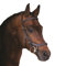 Horseware Rambo Micklem Deluxe Competition Bridle Trense Farbe und Größe wählbar (braun, Pony)