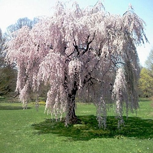 Nuovo arrivo!!! 20 pz fontana piangente ciliegio, giardino domestico di DIY Albero Nano, ornamentale-pianta semi di albero bonsai sakura per la casa