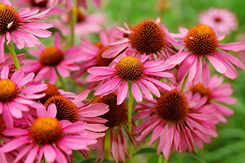 Sonnenhut Echinacea purpurea Primadonna® 20 Samen