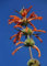 Leonotis ocymifolia - Löwenohr - 10 Samen