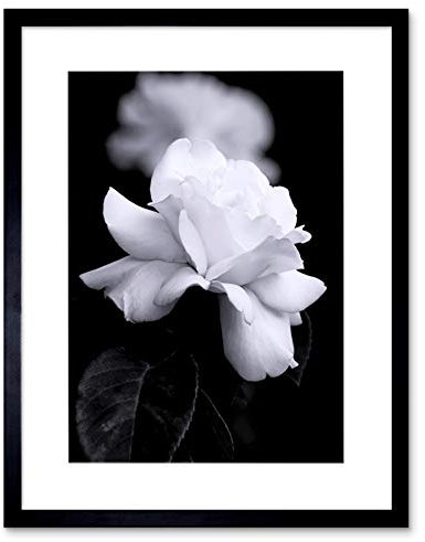Wee Blue Coo Photo Nature Black White Rose Petal Flower Framed Wall Art Print