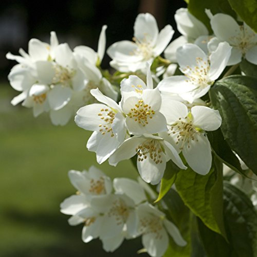 Duft-Jasmin im Container 100-150 cm