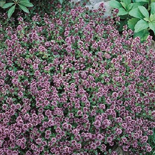 Thym serpolet 600 graines