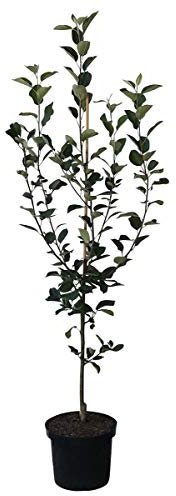 Apfelbaum Kaiser Wilhelm historischer Winterapfel Buschbaum 110-140 cm im 7,5 L Topf Unterlage M9