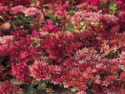 Semillas de Sedum Purple Splendid 500 Semillas Cubierta de tierra