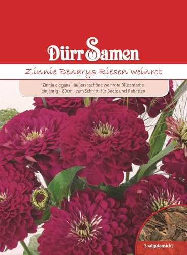 Dürr-Samen - Zinnien Benarys Riesen weinrot einjährig 80 cm Saatgut