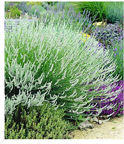 BALDUR Garten Weißer Lavendel Duftlavendel, 3 Pflanzen, echter Lavendel Lavandula, winterharte Staude, trockenresistent, mehrjährig, bienenfreundlich und schmetterlingsfreundlich, blühend