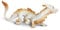 Safari Glücksdrache Good Luck 19,3cm | Handbemalte Drachenfigur | Ungiftig & BPA-frei | Für Kinder ab 3 Jahren geeignet Ltd, White