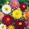 PREMIER SEEDS DIRECT - Dahlia - UNWINS Dwarf Mix - 300 Finest Seeds