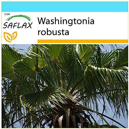 SAFLAX - Gift Set - Mexican Cotton Palm - 12 Seeds - Washingtonia robusta