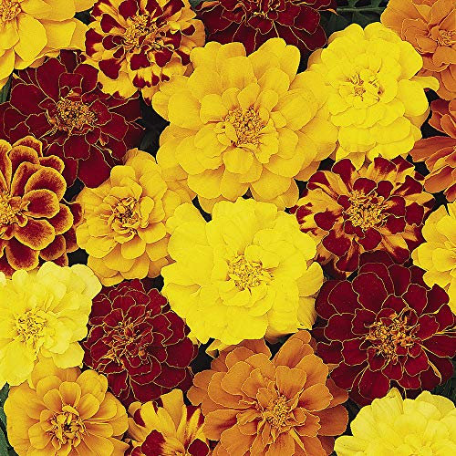YouGarden French Marigold 'Bonanza Mix', Set of 40 Pro Plug Plants