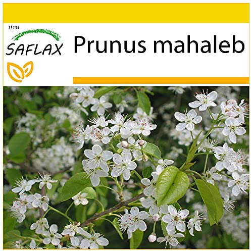 SAFLAX - Cerisier de Sainte-Lucie - 30 graines - Avec substrat - Prunus mahaleb