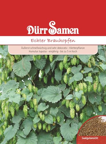 Dürr-Samen - Echter Brauhopfen Saatgut