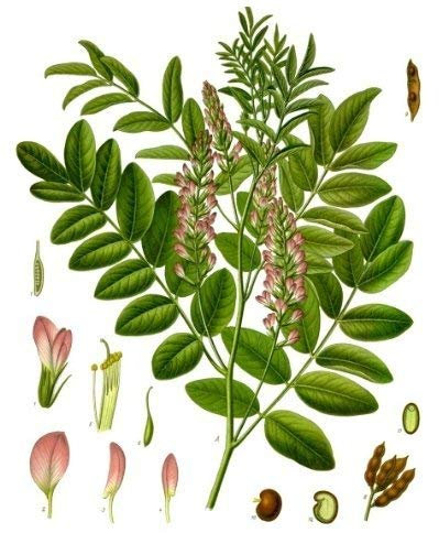 100 Semillas -Glycyrrhiza glabra-(regaliz) By Samenchilishop