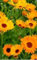 Just Seed - Flower - Calendula officinalis Nova - Pot Marigold - 500 Seeds