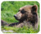 Gaming Mouse Pad Grizzly Bear Sunning Himself Oblong Shaped Mouse Mat Design Natural Eco Rubber Durable Computer Desk Stationery Accessories Mouse Pads For Gift Support Wired Wireless or Bluetooth Mouse