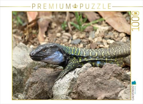 CALVENDO Puzzle Westkanareneidechse (Gallotia galloti) | 1000 Teile Lege-Größe 64 x 48 cm Foto-Puzzle für glückliche Stunden