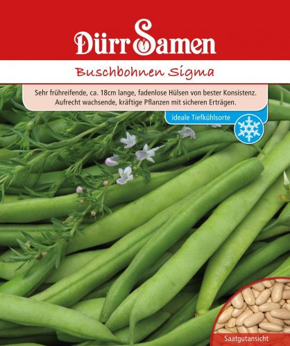 Bohnen Dürr Samen (Buschbohnen Sigma)