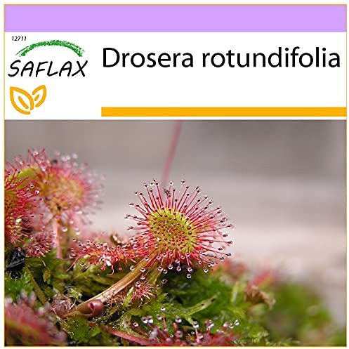 SAFLAX - Rundblättriger Sonnentau - 50 Samen - Drosera rotundifolia