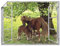 ARTland Poster Kunstdruck Wandposter Bild ohne Rahmen 40x30 cm Fensterblick Fenster Pferd Pony Natur Wiese Landhaus Baum Ausblick S8HN