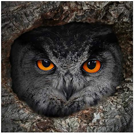 Bilderwelten Eule Fototapete Vogelmotiv inkl. Kleister 192x192cm - Vliestapete Made in Germany - Tapete Vögel Schlafzimmer - Fototapete Vögel - Wandtapete Tiere Wohnzimmer Flur T_2576