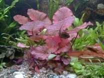 9 Töpfe 5 Sorten Aquarienpflanzen + Lotus + Dünger