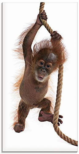 ARTland Wanddeko Glasbilder Wandbild Glas Bild einteilig 30x60 cm Hochformat Asien Tiere AFFE Baby Orang Utan Sumatra Seil auf weißem Hintergrund T5RI