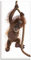 ARTland Wanddeko Glasbilder Wandbild Glas Bild einteilig 30x60 cm Hochformat Asien Tiere AFFE Baby Orang Utan Sumatra Seil auf weißem Hintergrund T5RI