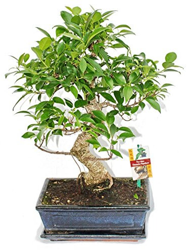 Exotenherz - Bonsai Chinesischer Feigenbaum - Ficus retusa - ca. 10 Jahre