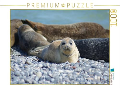 CALVENDO Puzzle Robben Baby | 1000 Teile Lege-Größe 64 x 48 cm Foto-Puzzle für glückliche Stunden