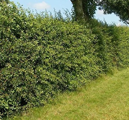 Müller Münchehof GmbH Weissdorn Wurzelware im 25er Bündel Größe 50 bis 80 cm