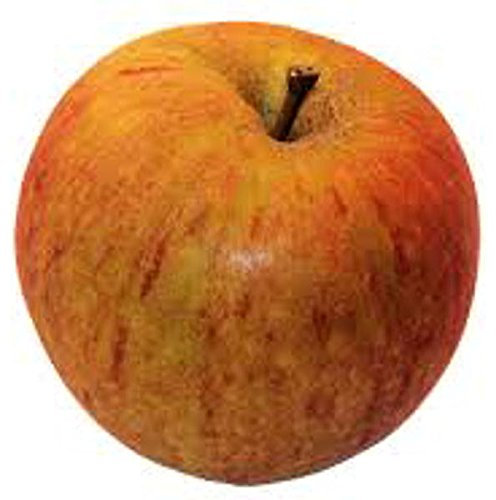Cox Orange Apfelbaum 10 Samen