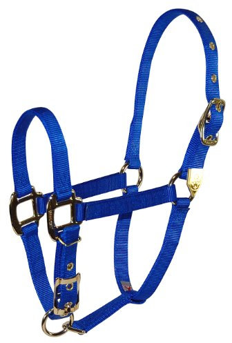 Hamilton 8DA SMBL 3/4-Inch Nylon Adjustable Arabian Horse Halter for 500 to 800-Pound Horse, Blue
